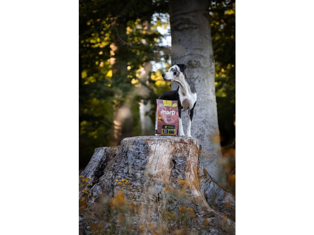 Marp Holistic Chicken - kuřecí bez obilovin 2kg