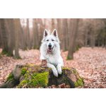 Marp Wild Boar konzerva pro psy s divočákem 400g