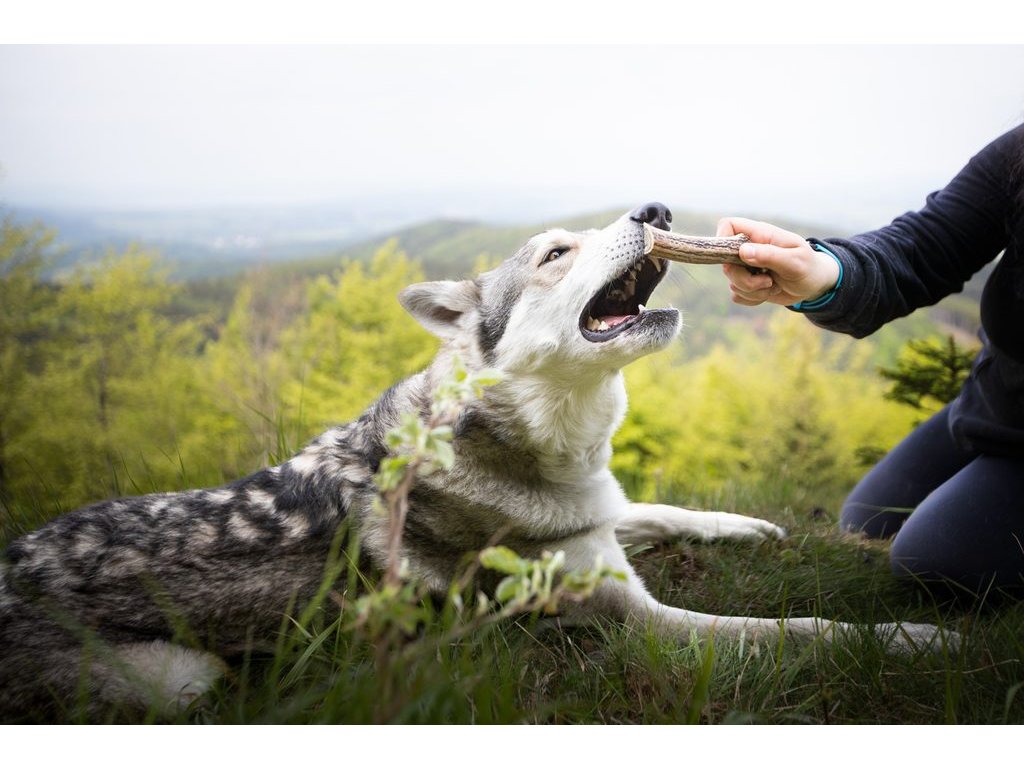 Marp Holistic - Jelení paroh polovina XL (110 - 140g)