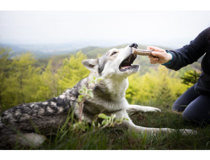 Marp Holistic - Jelení paroh polovina XL (110 - 140g)