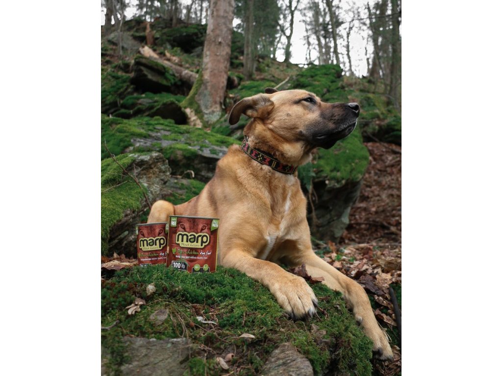 Marp Chicken konzerva pro psy s kuřecím 400g