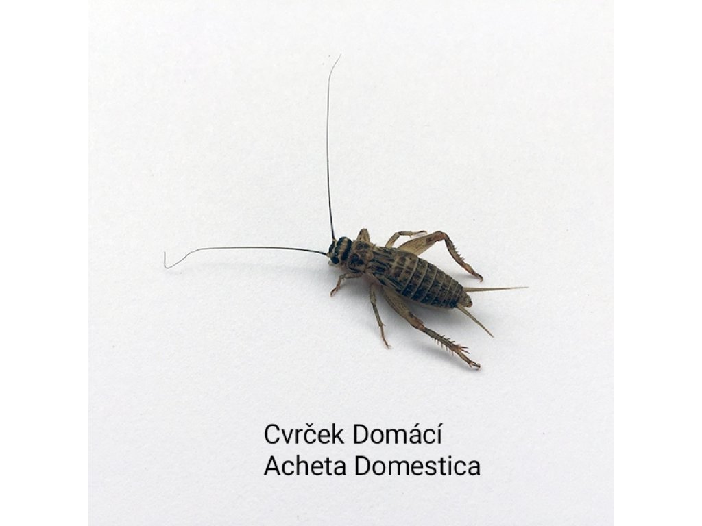 Cvrček domácí malí 0,1l
