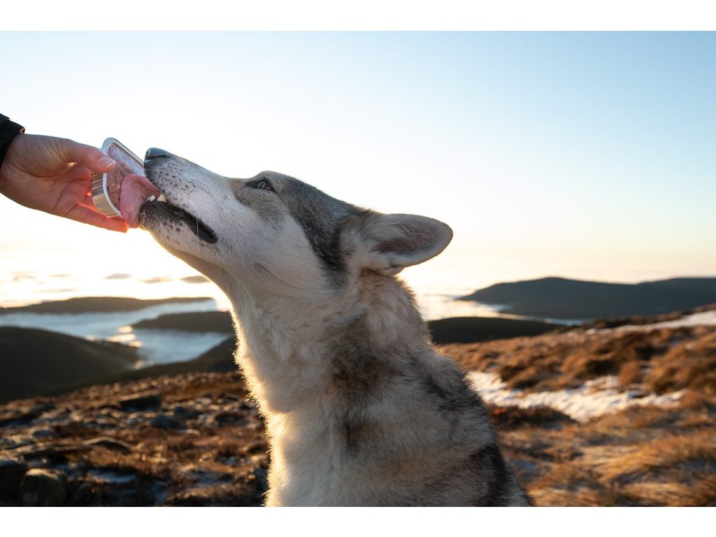 Marp Angus Beef vanička pro psy s hovězím 16x100g