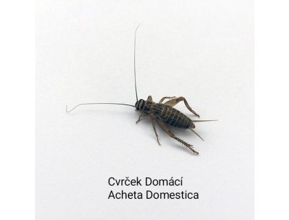 Cvrček domácí malí 1l