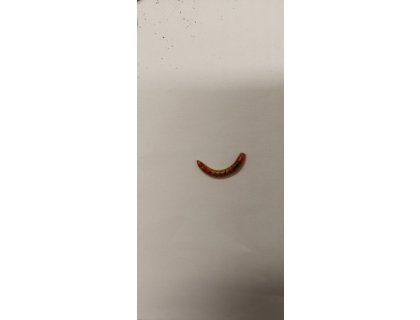 Potemník moučný 1l