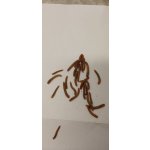 Potemník moučný 1l