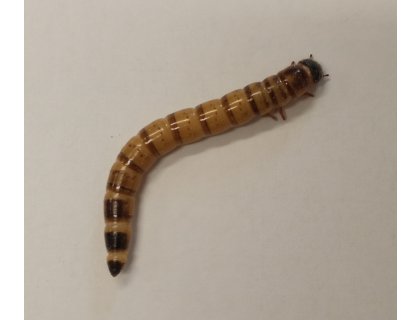 Potemník brazilský 0,1l