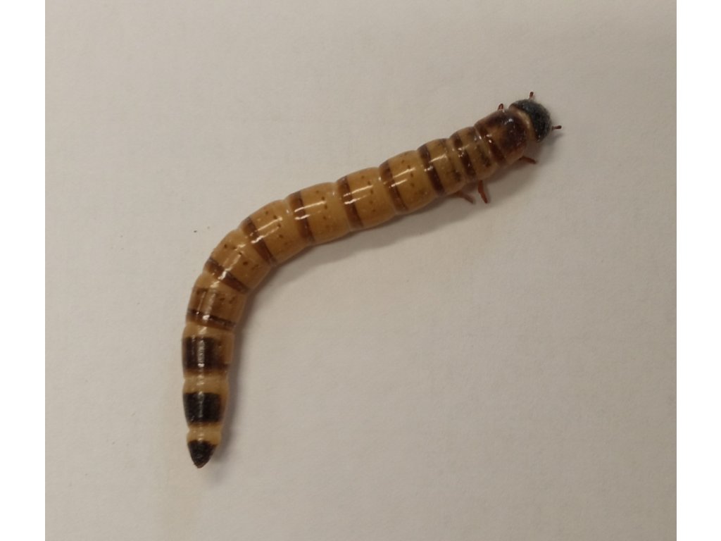 Potemník brazilský 1l