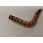 Potemník brazilský 1l